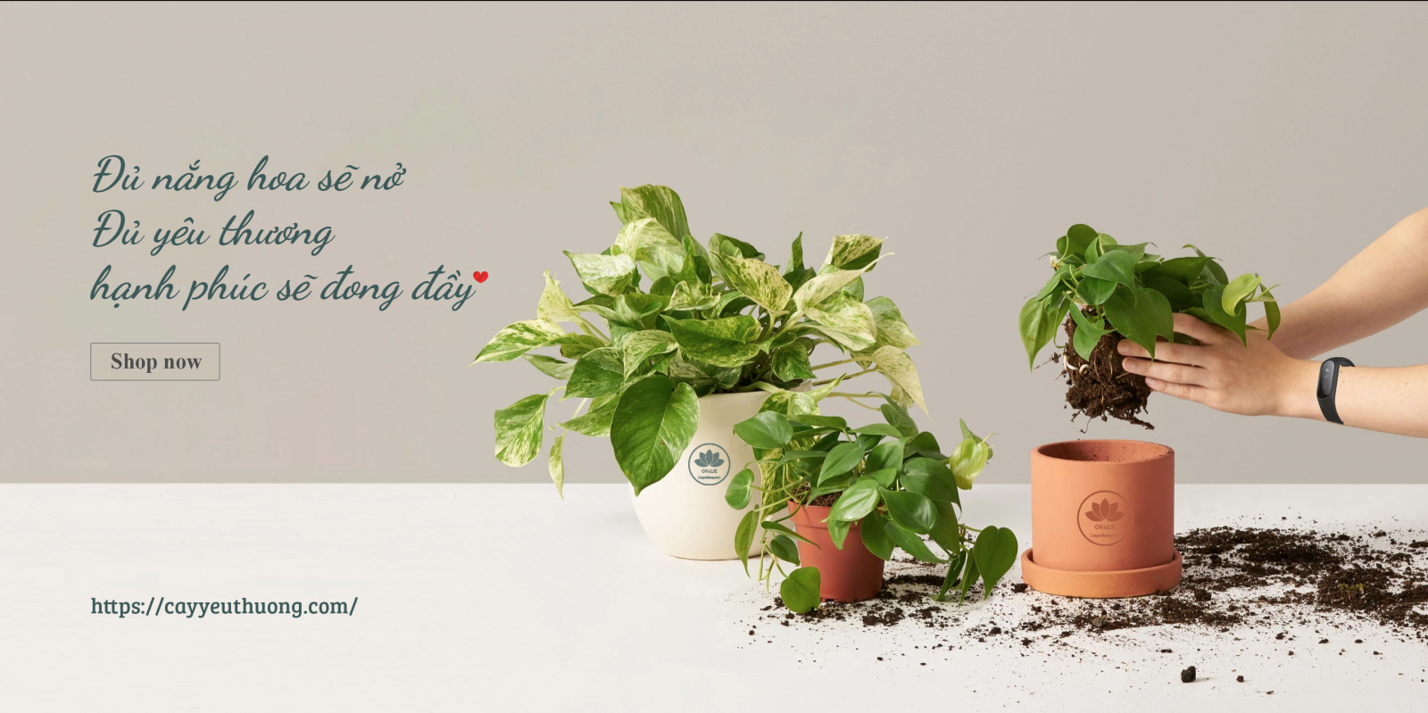 Mua cây rẻ đẹp giá từ 60.000đ tại Hồ Chí Minh Mua cây rẻ đẹp giá từ 60.000đ tại Hồ Chí Minh