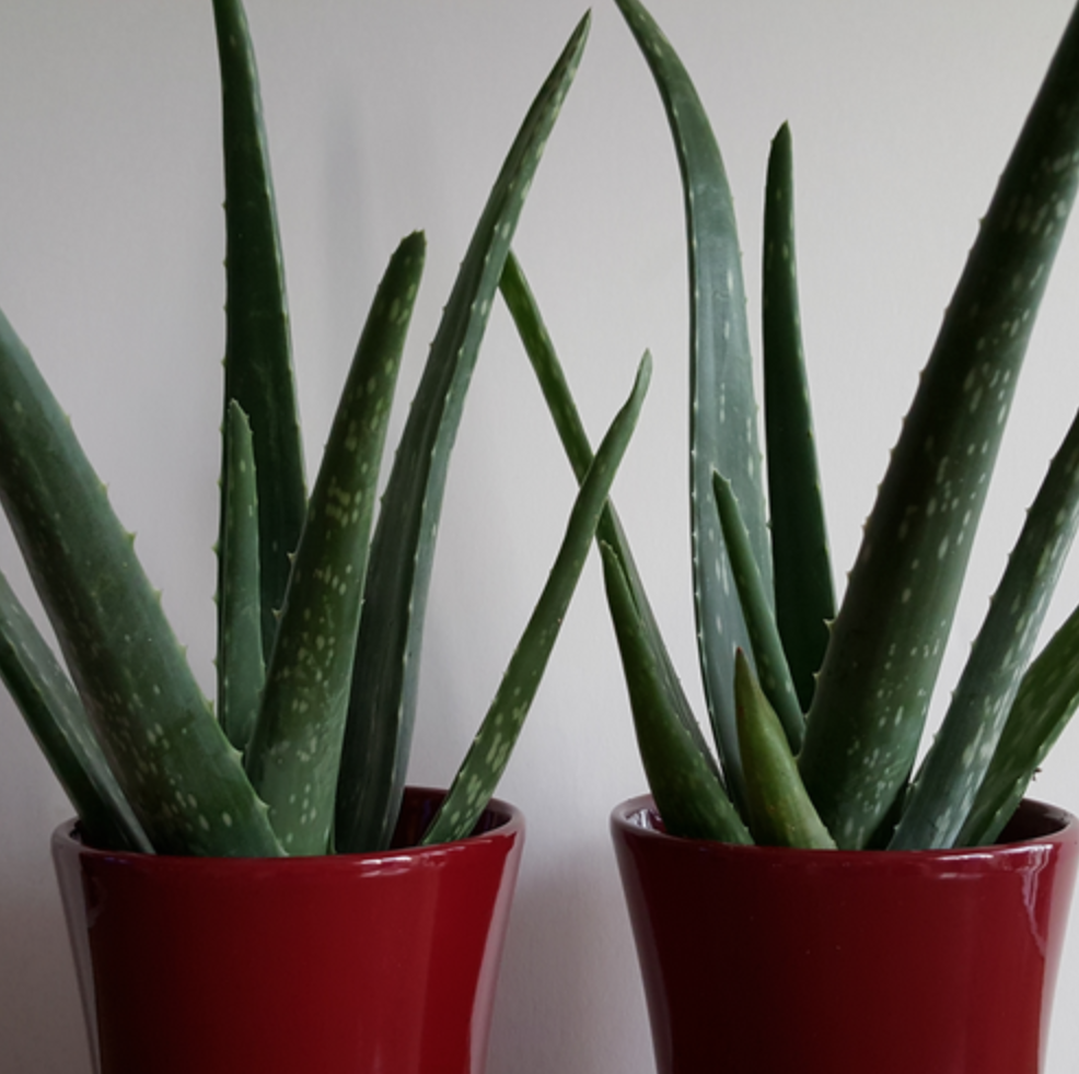 4 loại cây cho phòng ngủ giúp bạn ngủ ngon hơn