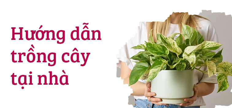 Banner QC dưới slider