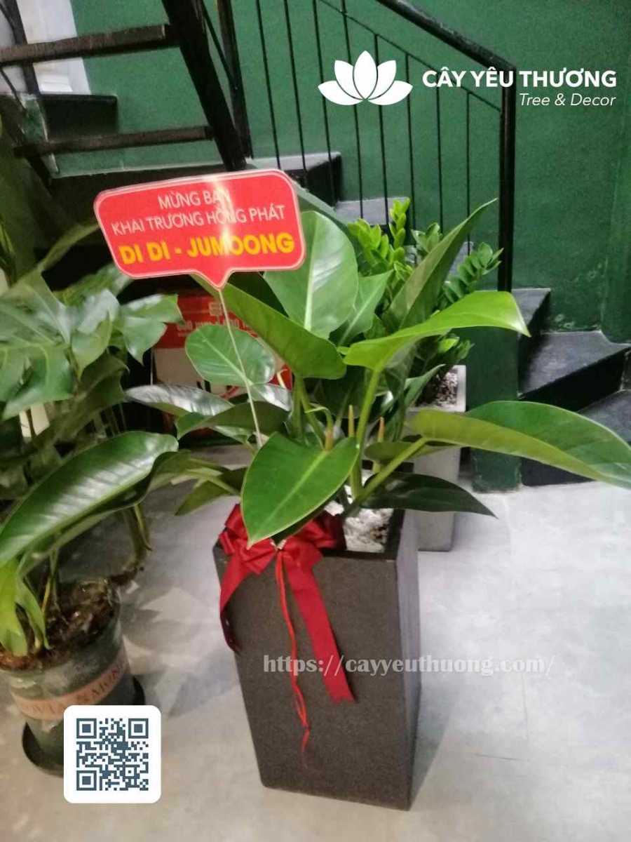 Top 12 cây cảnh tặng khai trương đẹp,ý nghĩa nhất 2022-2023