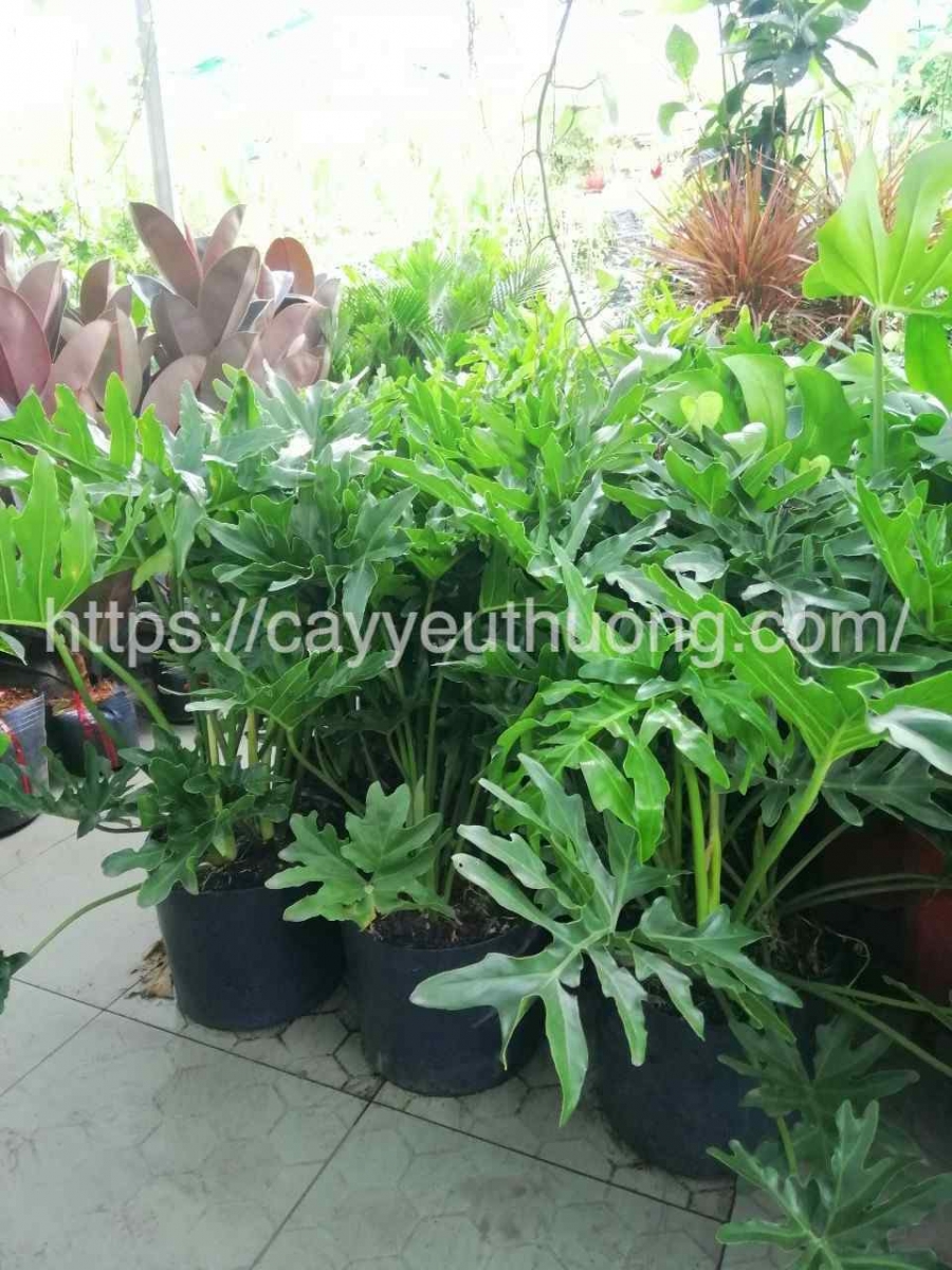 Cây trầu bà thanh xuân cây trưng trong nhà