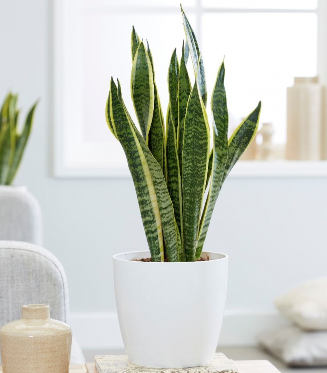 4 loại cây cho phòng ngủ giúp bạn ngủ ngon hơn