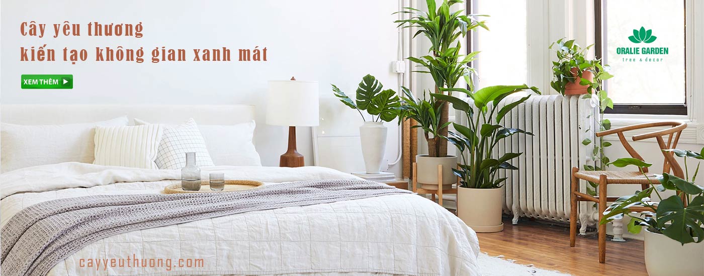 CÁCH LỰA CHỌN CÂY PHÙ HỢP CHO VĂN PHÒNG CỦA BẠN