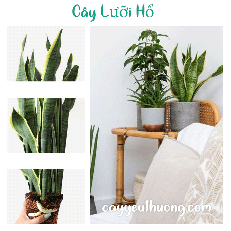 Mua Cây lưỡi hổ ở khu vực Quận Bình Tân | Quận Tân Bình | Quận Thủ Đức | Quận Tân Phú | Quận Gò Vấp.