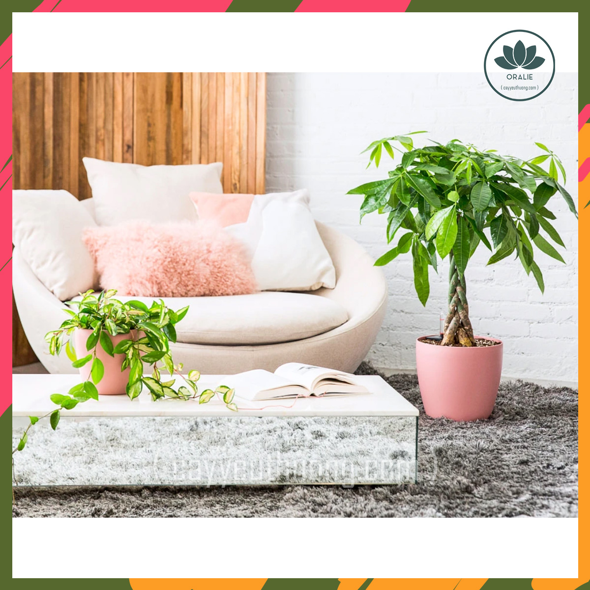 Mua cây kim ngân quận 3,quận 4,quận5,quận 6,quận 7,quận 8,quận 9,quận 10,quận 11,quận 12,HCM,chất lượng,giá rẻ,giao online tận nhà-cây yêu thương