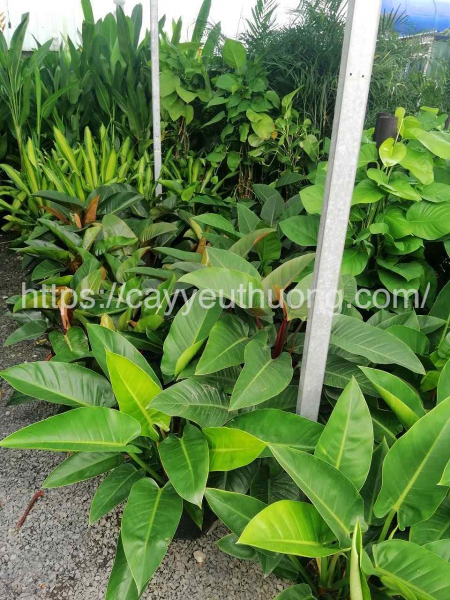 Cây đế vương xanh cây trồng phong thủy trong nhà