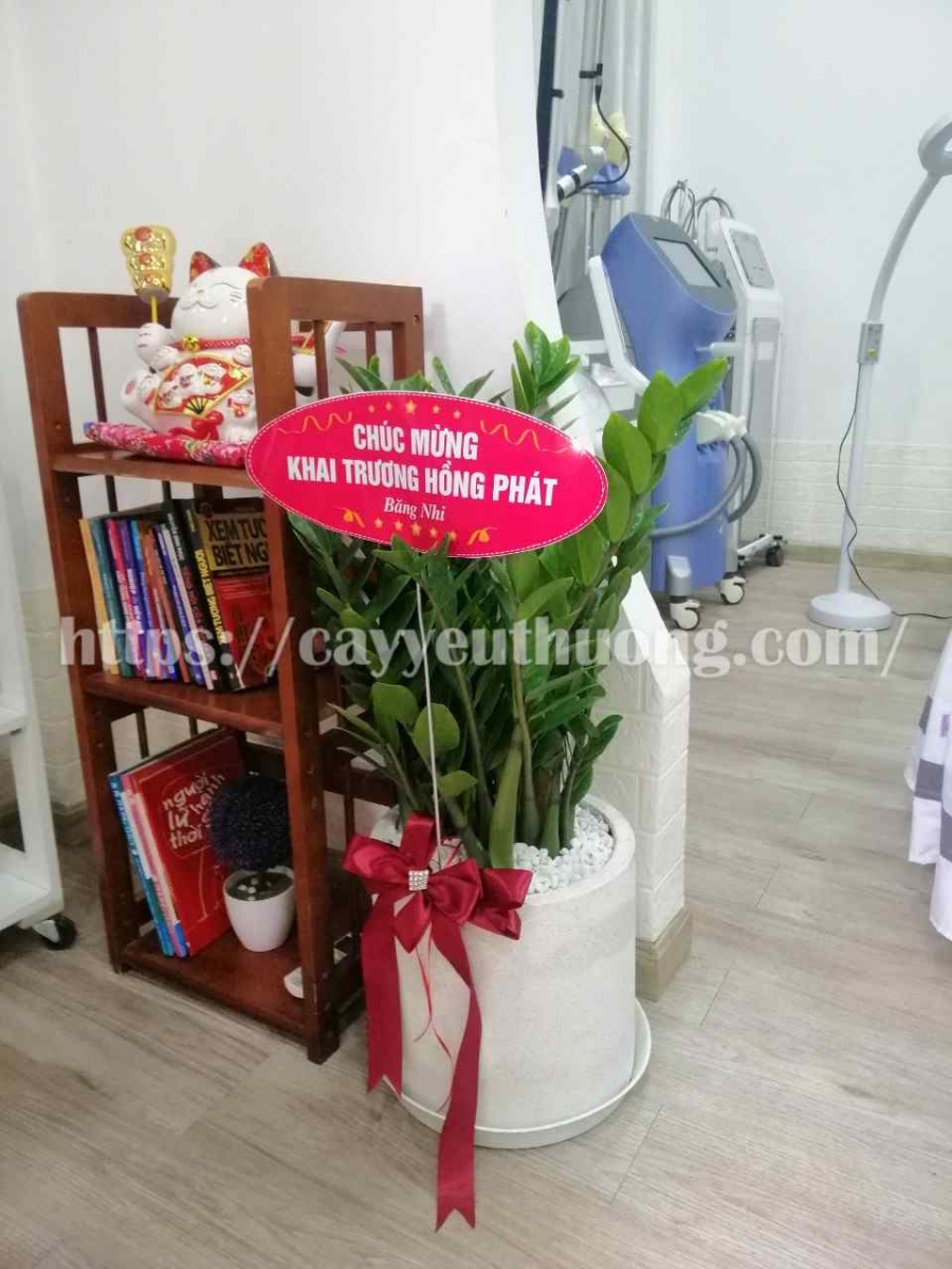Cây cau vàng cây trưng văn phòng