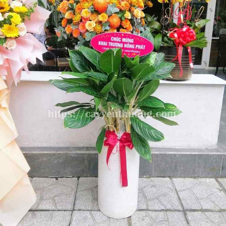 Top 12 cây cảnh tặng khai trương đẹp,ý nghĩa nhất 2022-2023