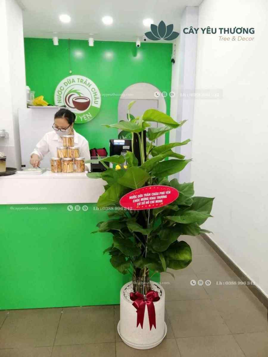 Top 12 cây cảnh tặng khai trương đẹp,ý nghĩa nhất 2022-2023