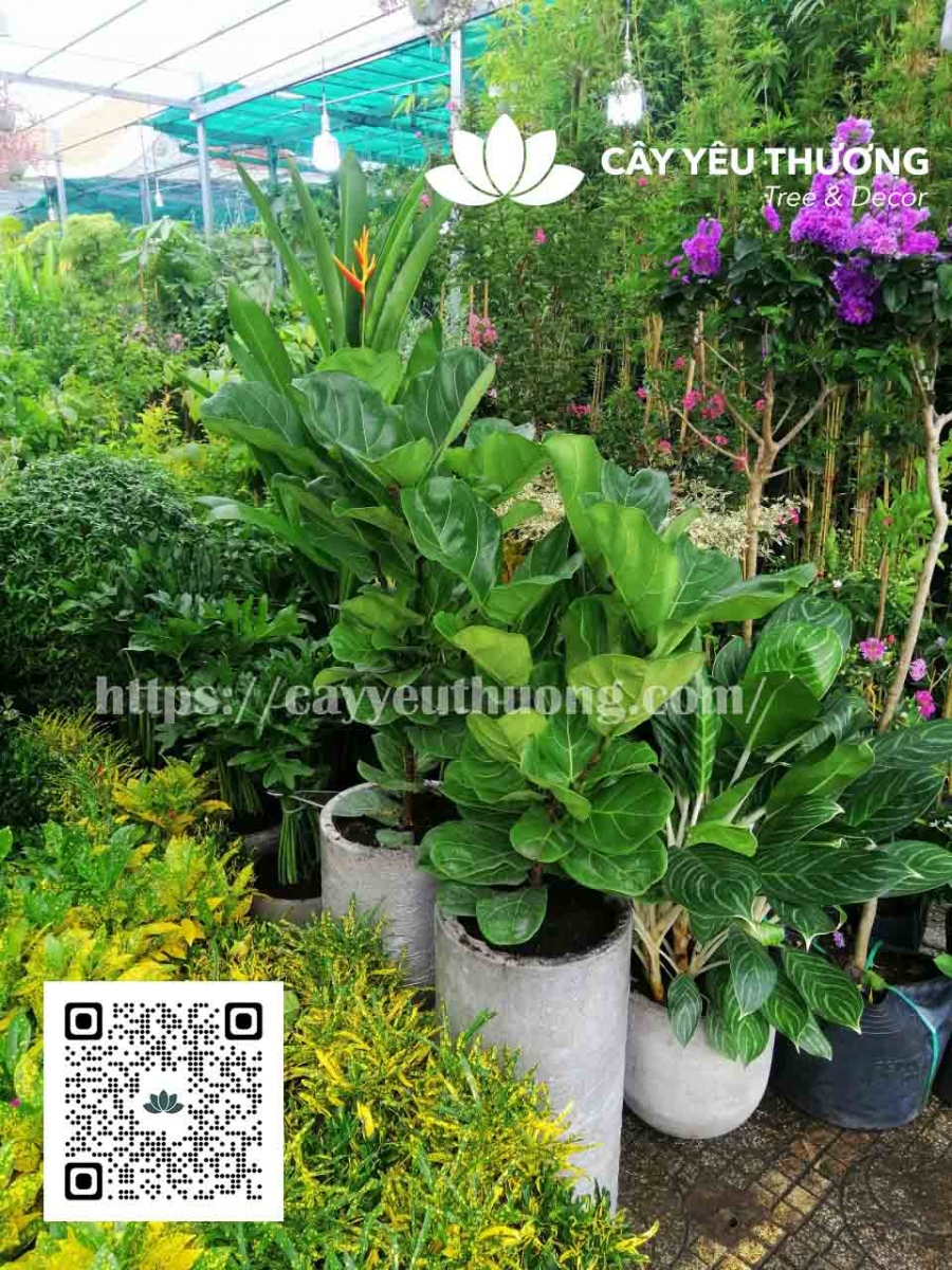 Cây bàng singapore tặng khai trương showroom nội thất