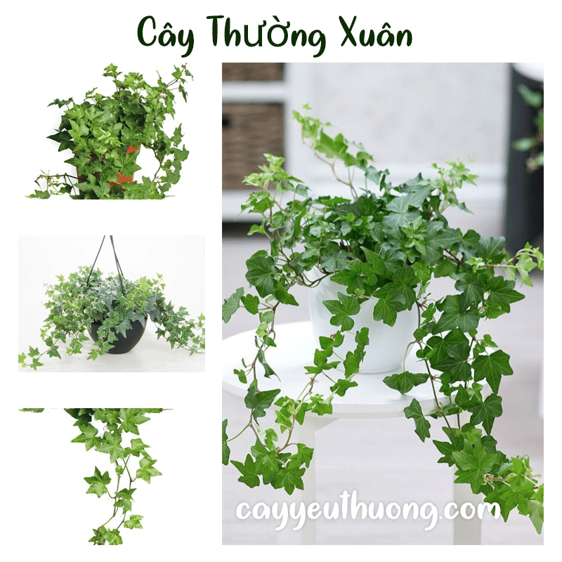 Mua Cây Thường Xuân ở quận1 | quận 2 | quận 3 | quận 4 | quận 5 | quận 6 | quận 7 | quận 8 | quận 9 | quận 10 | quận 11 | quận 12.