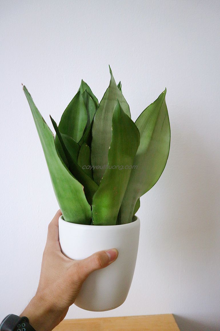 Cây trồng trong nhà tốt nhất