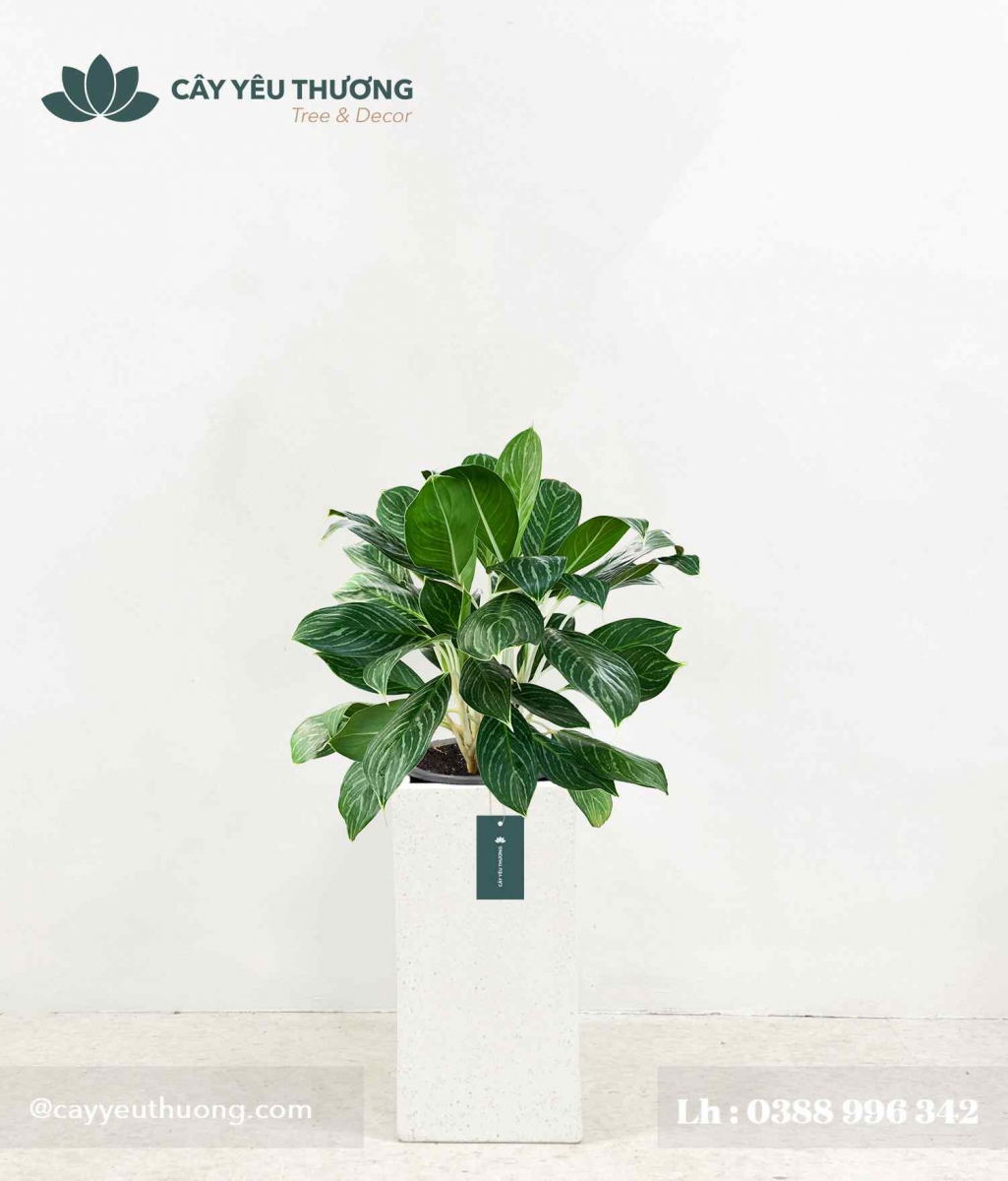 Cây Bạch Mã Hoàng Tử - Chậu xi măng,chậu đá mài trụ chữ nhật 30x30x60cm