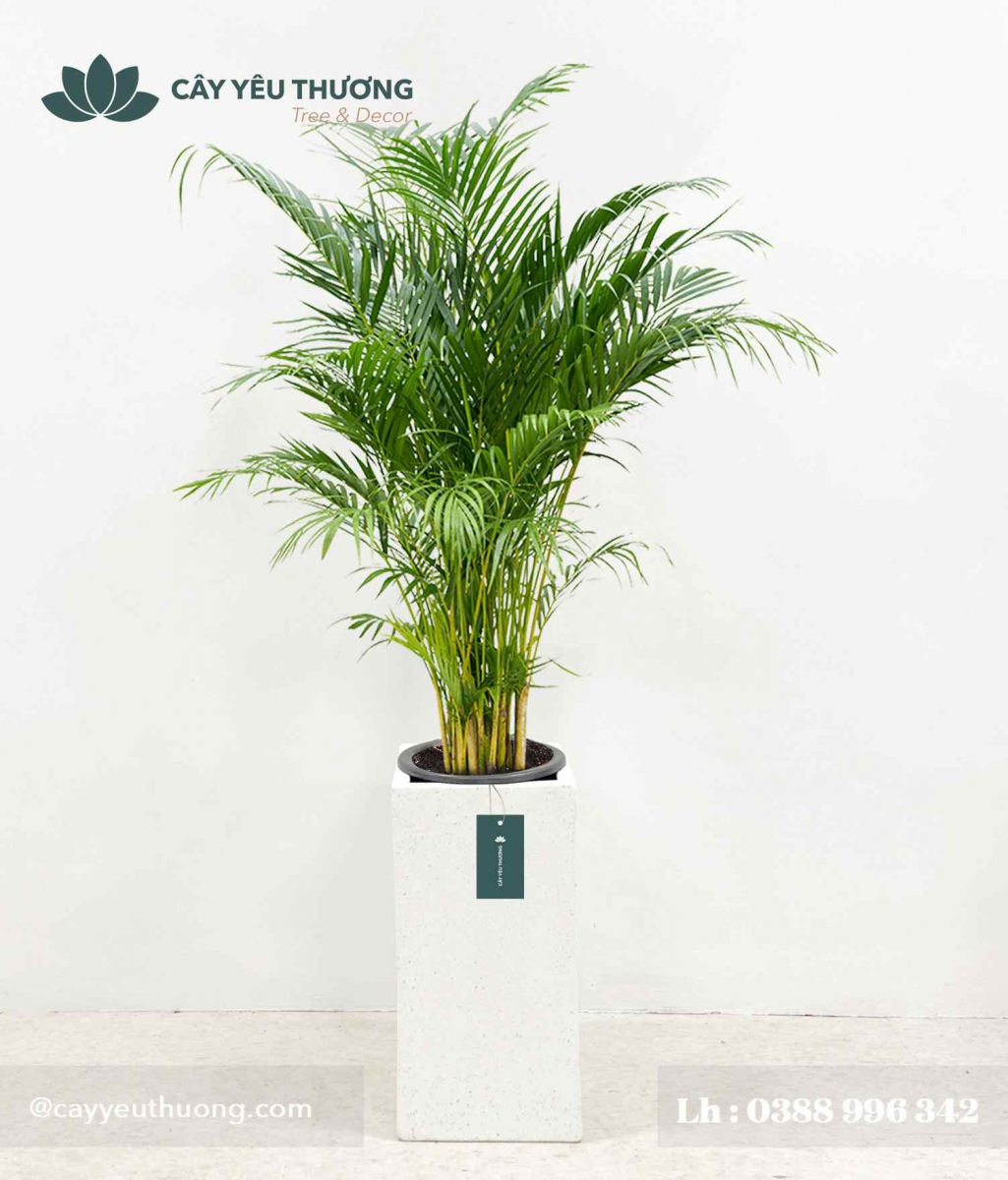 Cây cau vàng - Chậu xi măng,chậu đá mài trụ chữ nhật 30x30x60cm Cây cau vàng - Chậu xi măng,chậu đá mài trụ chữ nhật 30x30x60cm