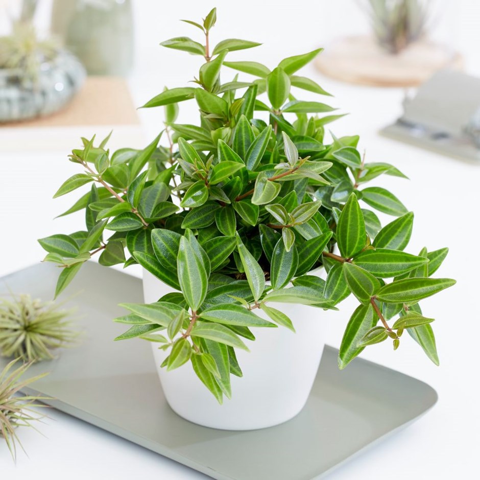 Shop cây online quận Bình Tân chất lượng TP.HCM - Cây yêu thương