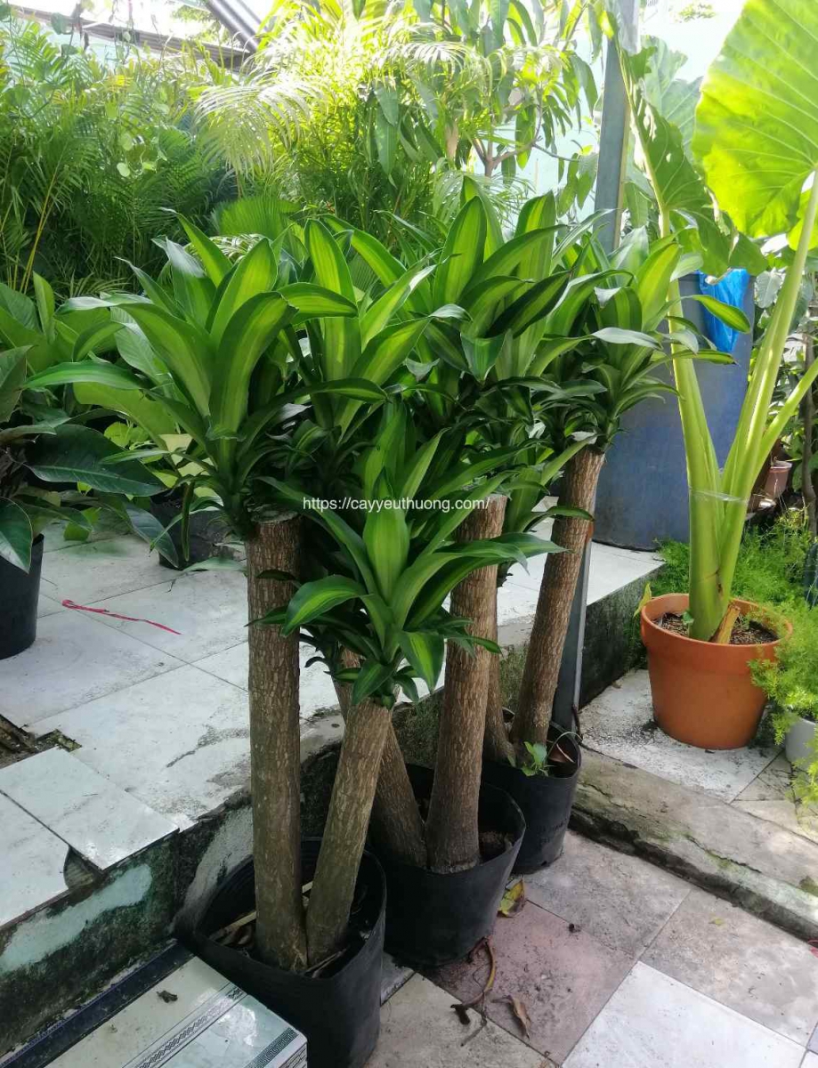 Cây Phát Tài Gốc - cây trồng trong nhà,ban công,văn phòng Cây Phát Tài Gốc - cây trồng trong nhà,ban công,văn phòng