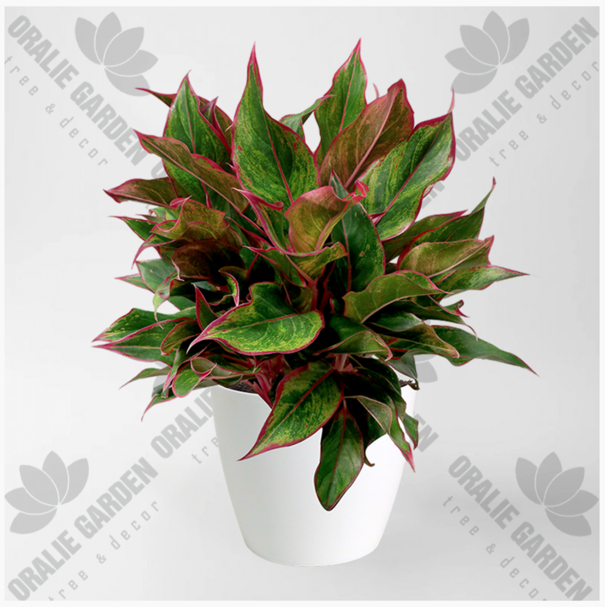 Mua Cây Phú Quý ở quận 1 | quận 2 | quận 3 | quận 4 | quận 5 | quận 6 | quận 7 | quận 8 | quận 9 | quận 10 | quận 11 | quận 12.