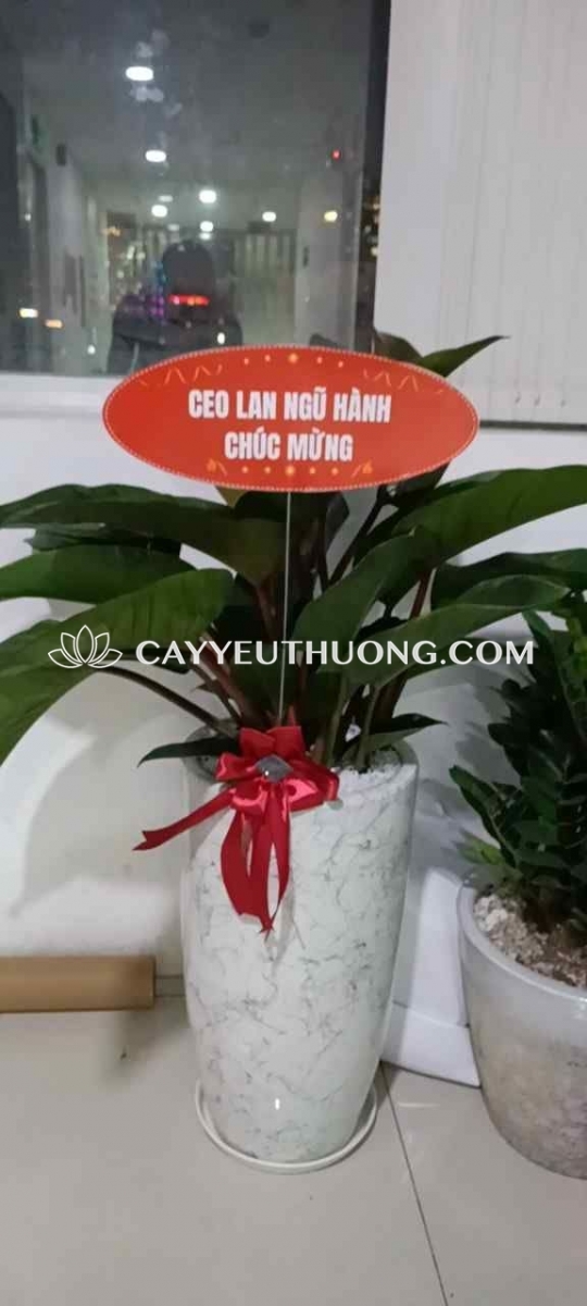 món quà khai trương ý nghĩa, tượng trưng cho tài lộc, may mắn và sự phát triển bền vững tốt nhất năm 2025 - 2026 món quà khai trương ý nghĩa, tượng trưng cho tài lộc, may mắn và sự phát triển bền vững tốt nhất năm 2025 - 2026