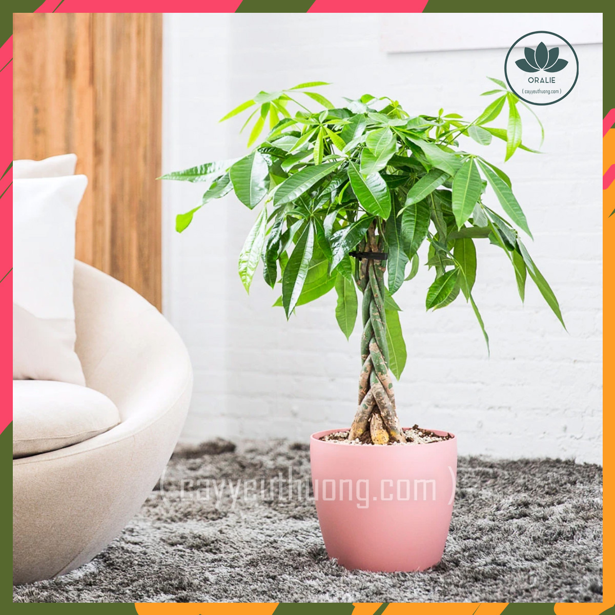 Mua cây kim ngân quận 2,chất lượng,giá rẻ giao tận nhà-cây yêu thương