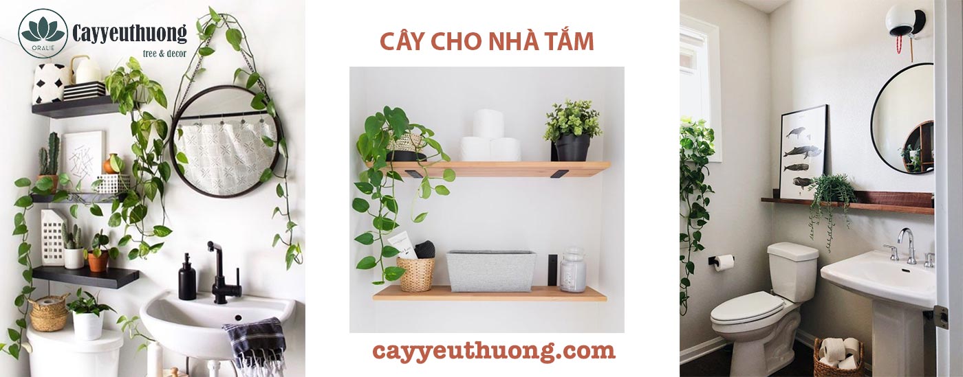 Cây cho phòng tắm