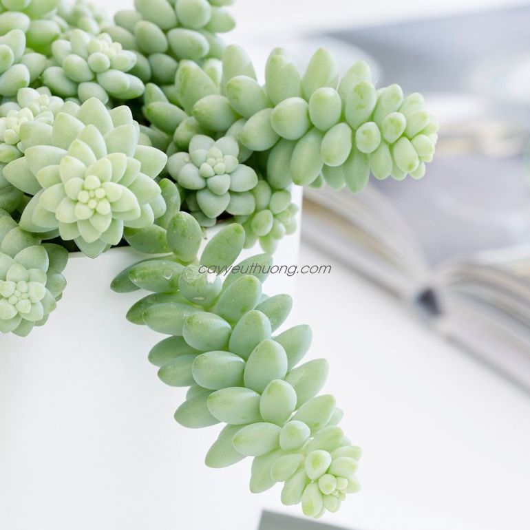 Sen đá chuỗi ngọc