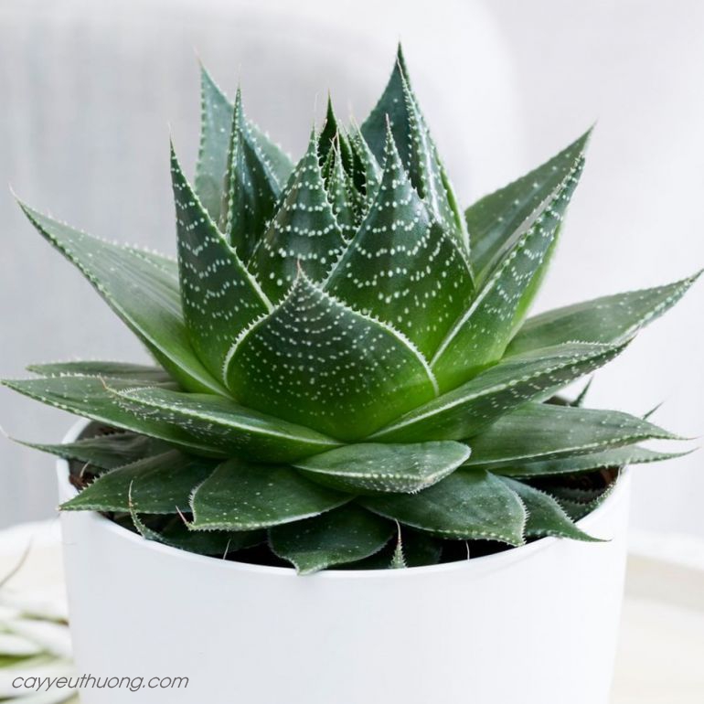 Sen đá dòng mới