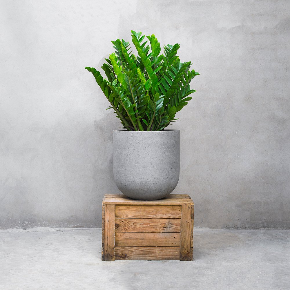 Shop cây online quận Tân Phú uy tín, chất lượng - Cây yêu thương