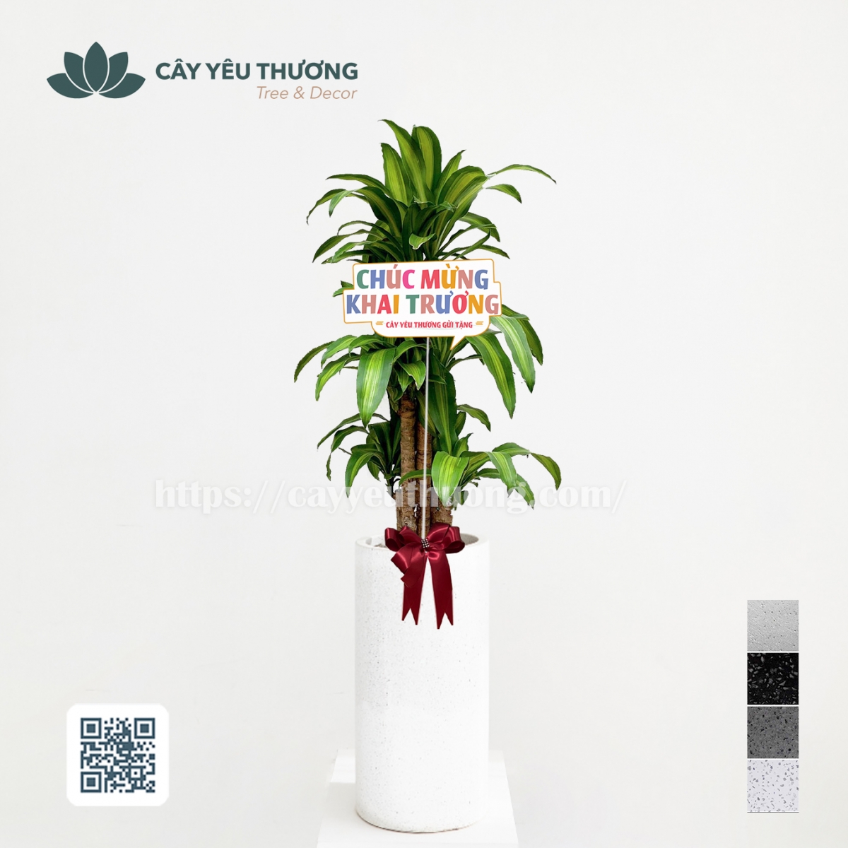 Top 12 cây cảnh tặng khai trương đẹp,ý nghĩa nhất 2022-2023