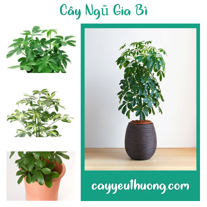 Mua Cây Ngũ Gia Bì ở quận1 | quận 2 | quận 3 | quận 4 | quận 5 | quận 6 | quận 7 | quận 8 | quận 9 | quận 10 | quận 11 | quận 12.
