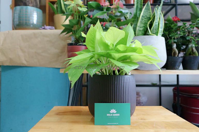 Cây trồng trong nhà tốt nhất