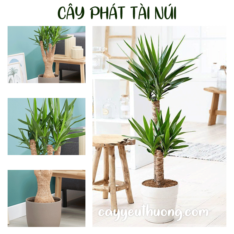MUA CÂY PHÁT TÀI Ở QUẬN BÌNH TÂN,QUẬN TÂN BÌNH,QUẬN TÂN PHÚ, THỦ ĐỨC.