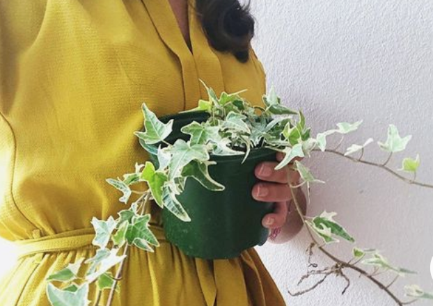 Mua Cây Thường Xuân ở khu vực QUẬN BÌNH TÂN,QUẬN TÂN BÌNH,QUẬN TÂN PHÚ, THỦ ĐỨC.