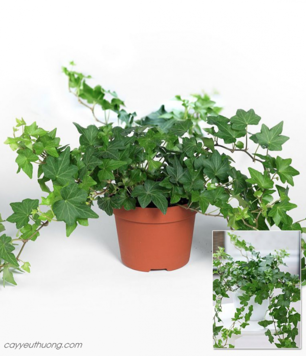 Mua Cây Thường Xuân ở quận1 | quận 2 | quận 3 | quận 4 | quận 5 | quận 6 | quận 7 | quận 8 | quận 9 | quận 10 | quận 11 | quận 12.