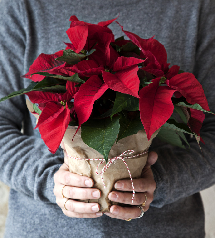 Mua cây rẻ đẹp giá từ 60.000đ tại Hồ Chí Minh