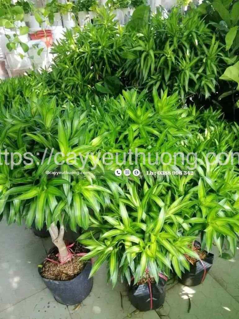 Cây trúc bách hợp cây trồng trong phòng làm việc Cây trúc bách hợp cây trồng trong phòng làm việc