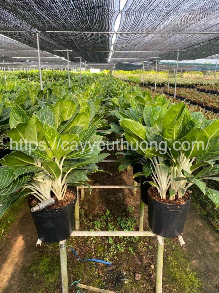 Cây bạch mã hoàng tử cây trồng trong văn phòng