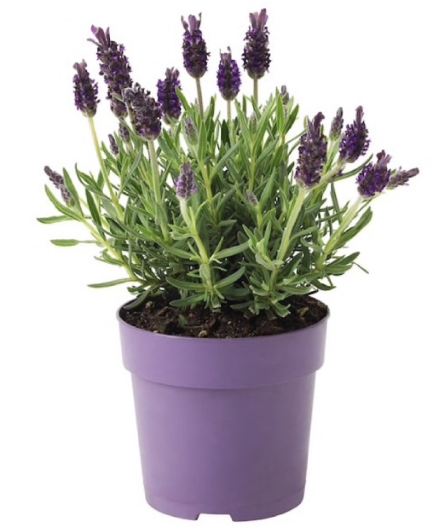 4 loại cây cho phòng ngủ giúp bạn ngủ ngon hơn