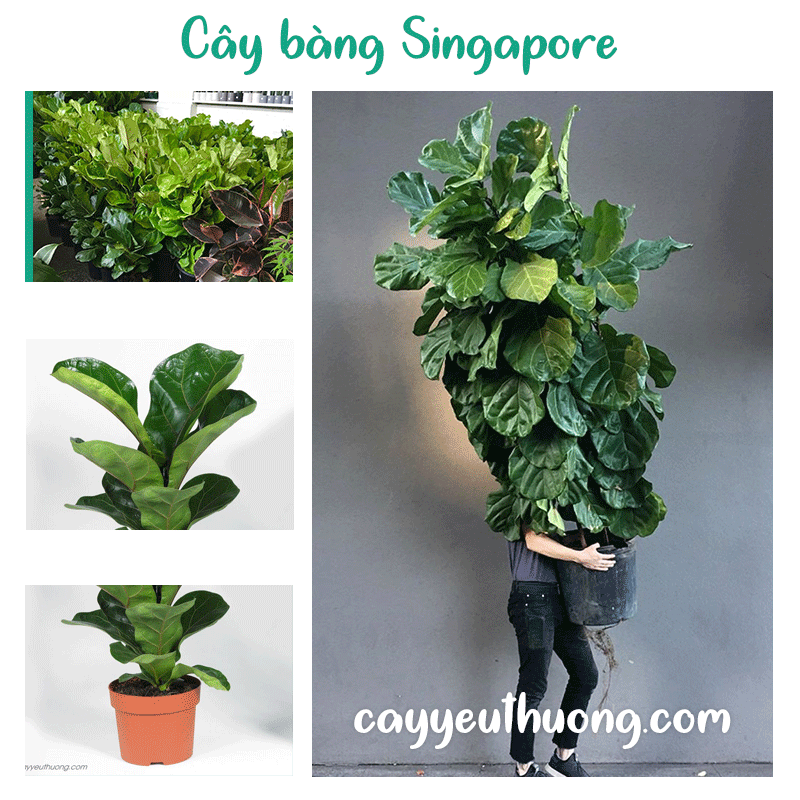 Mua Cây bàng Singapore ở khu vực Quận Bình Tân | Quận Tân Bình | Quận Thủ Đức | Quận Tân Phú | Quận Gò Vấp. Mua Cây bàng Singapore ở khu vực Quận Bình Tân | Quận Tân Bình | Quận Thủ Đức | Quận Tân Phú | Quận Gò Vấp.