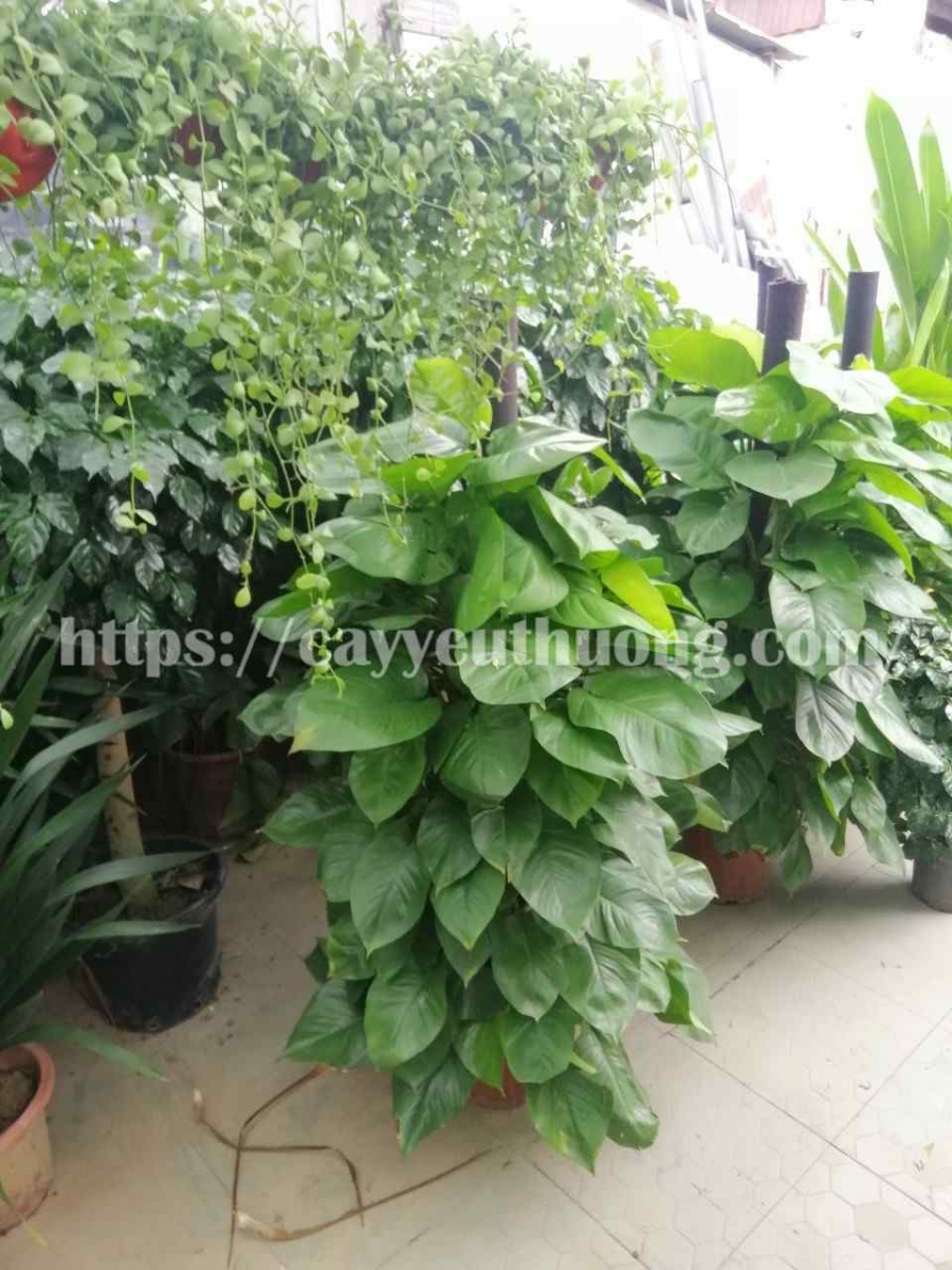 Cây trầu bà leo cột cây cần ít ánh sáng