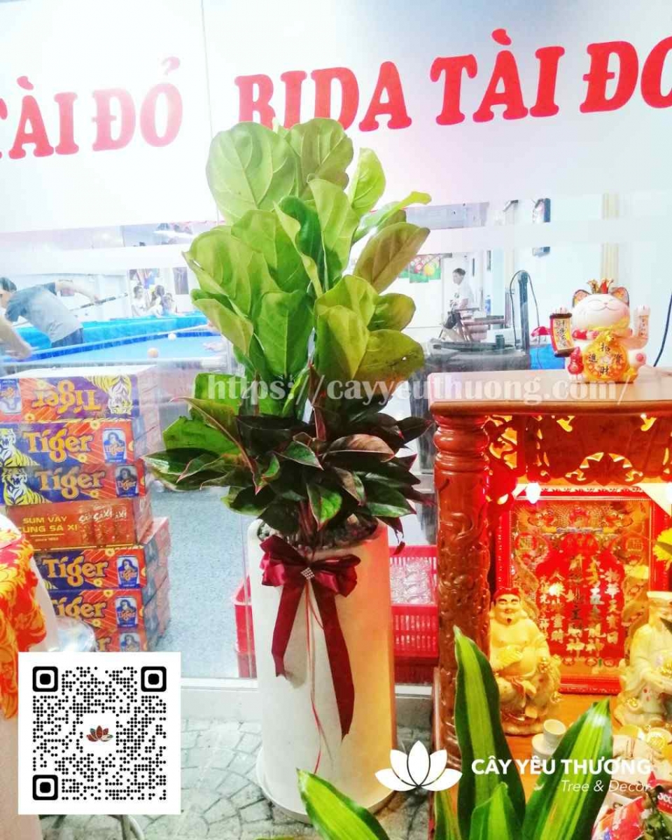 Cây bàng chậu cây trong nhà đẹp