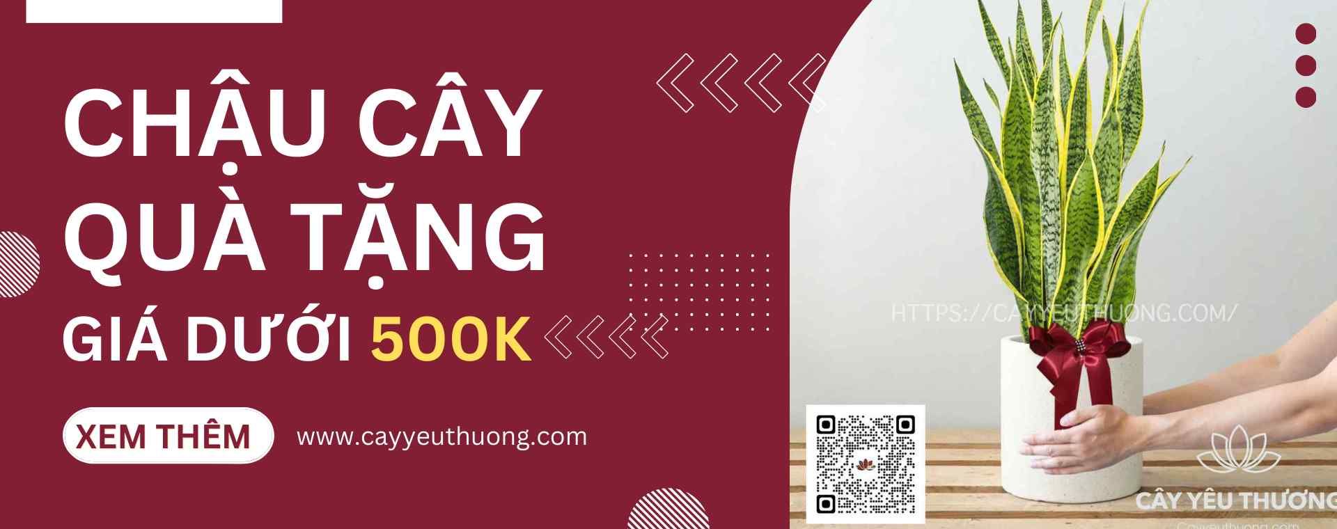CÂY TẶNG KHAI TRƯƠNG NHÀ HÀNG, CÔNG TY, SHOP - GIÁ RẺ DƯỚI 500K