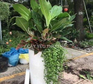 Bạch mã - Chậu cây mix nhiều cây nhỏ ở gốc cho căn hộ thêm xanh mát