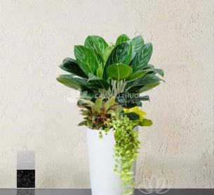 Bạch mã - Chậu cây mix nhiều cây nhỏ ở gốc cho căn hộ thêm xanh mát