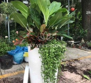 Bạch mã - Chậu cây mix nhiều cây nhỏ ở gốc cho căn hộ thêm xanh mát