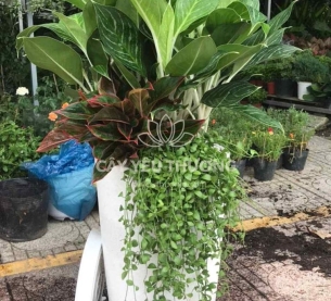 Bạch mã - Chậu cây mix nhiều cây nhỏ ở gốc cho căn hộ thêm xanh mát