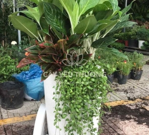 Bạch mã - Chậu cây mix nhiều cây nhỏ ở gốc cho căn hộ thêm xanh mát