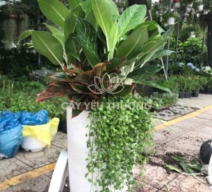 Bạch mã - Chậu cây mix nhiều cây nhỏ ở gốc cho căn hộ thêm xanh mát