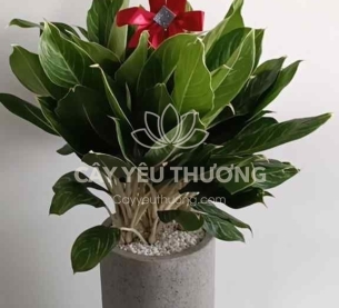 Bạch mã hoàng tử - Cây Tặng khai trương văn phòng mới