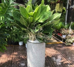 Bạch mã hoàng tử - Cây Tặng khai trương văn phòng mới