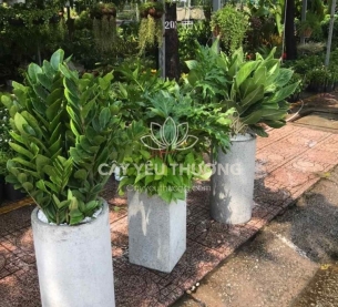 Bạch mã hoàng tử - Cây Tặng khai trương văn phòng mới